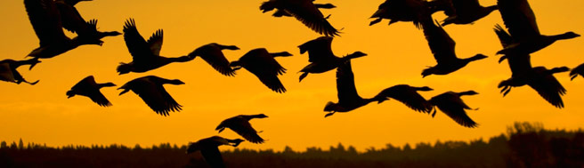 Flock of geese Flock of geese