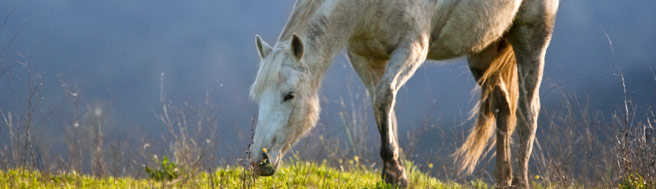 Horse Horse
