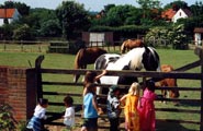 Horses